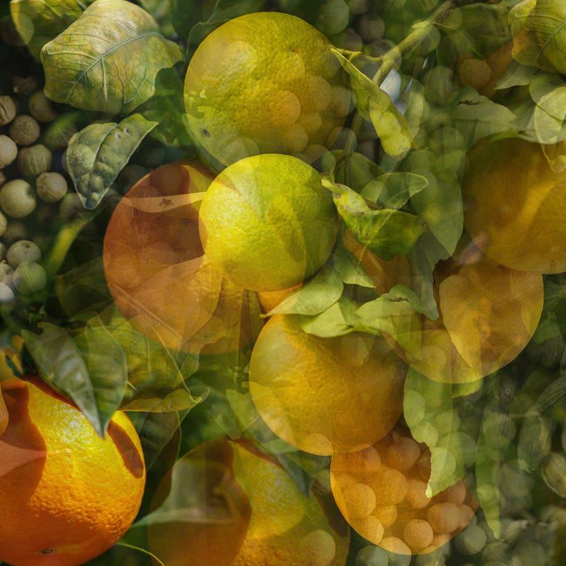 Diffusore Ambiente Chinotto Pepe Dr. Vranjes Firenze - Image 7