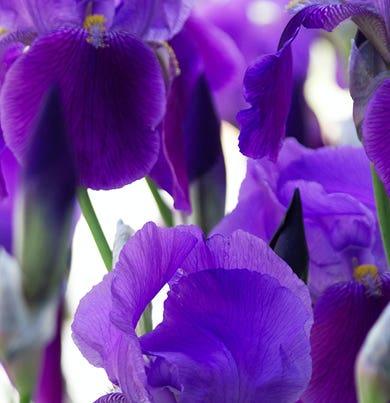 Diffusore Ambiente Giglio Di Firenze Dr. Vranjes Firenze - Image 14