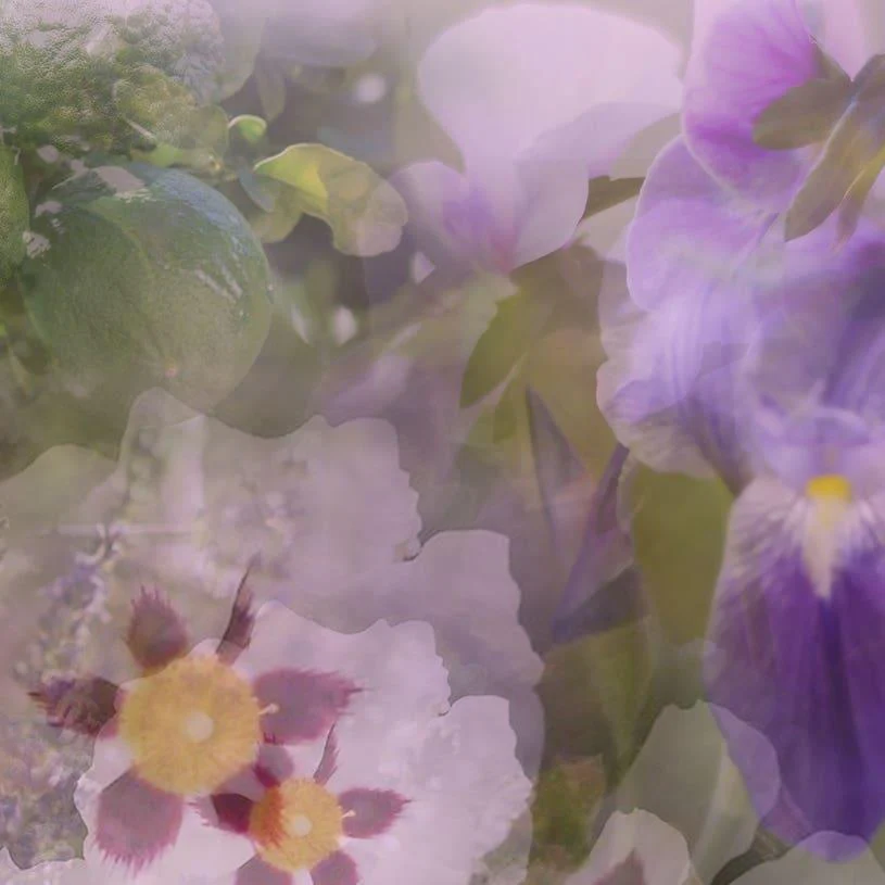 Diffusore Ambiente Giglio Di Firenze Dr. Vranjes Firenze - Image 9