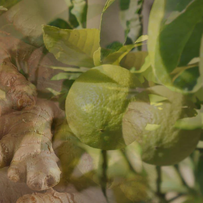 Diffusore Ambiente Ginger Lime Dr. Vranjes Firenze - Image 6